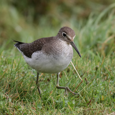 Amerikansk skogssnppa  <br> Solitary Sandpiper <br>Tringa solitaria