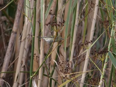 Tennesseeskogssngare  Tennessee Warbler  Oreothlypis peregrina