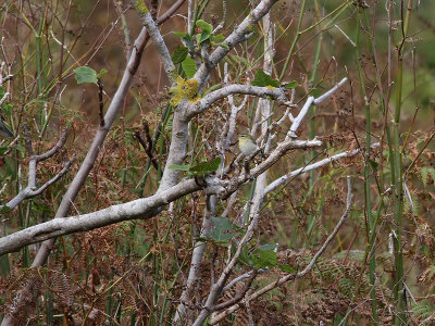 Tennesseeskogssångare Tennessee Warbler Oreothlypis peregrina