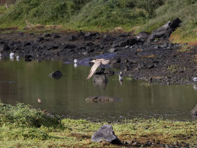 Amerikansk smspov  Hudsonian Whimbrel   Numenius phaeopus hudsonicus