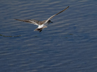 Vitgumpsnäppa White-rumped Sandpiper Calidris fuscicollis