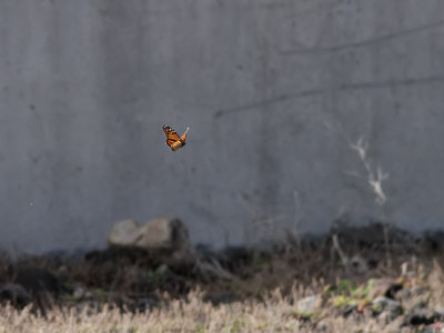Monark,  Monarch   (Danaus plexippus)
