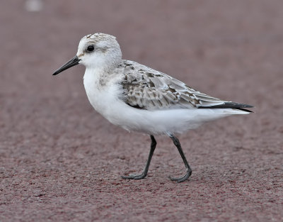 Sandlpare  Sanderling  Calidris alba