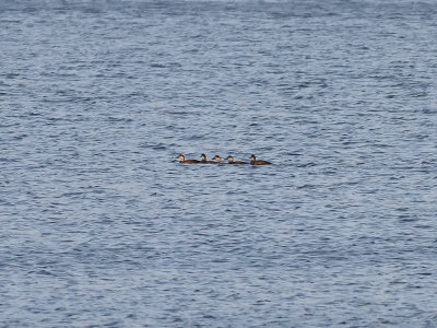 Black/Common Scoter ?