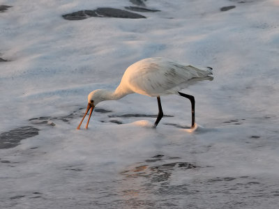 Skedstork Eurasian SpoonbillPlatalea leucorodia