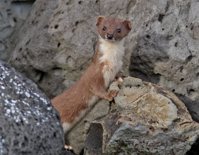 Smvessla  Least Weasel  mustela nivalis