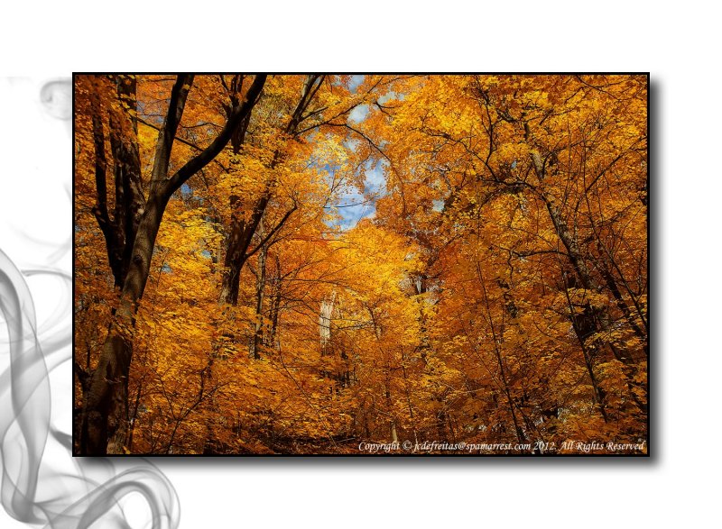 2012 - Autumn Colours - Moccasin Park - Toronto, Ontario - Canada