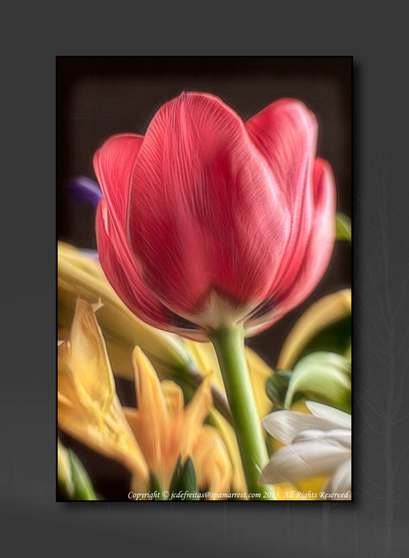 2013 - Tulip - Lensbaby, Macro