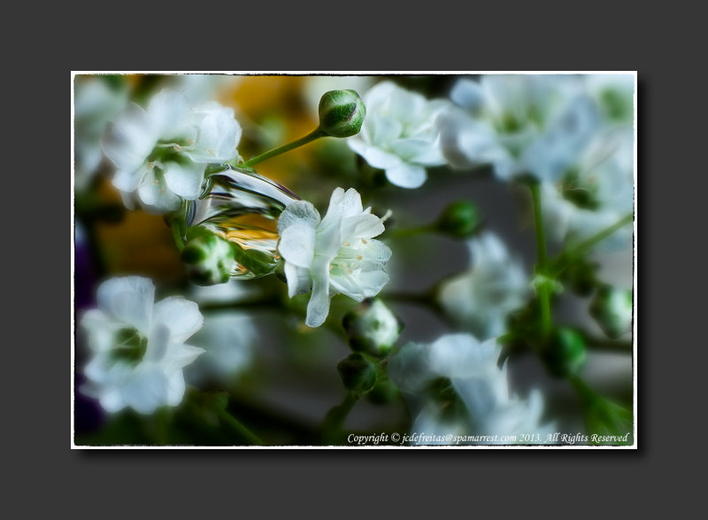 2013 - Babys Breath White Flower - Lensbaby, Macro