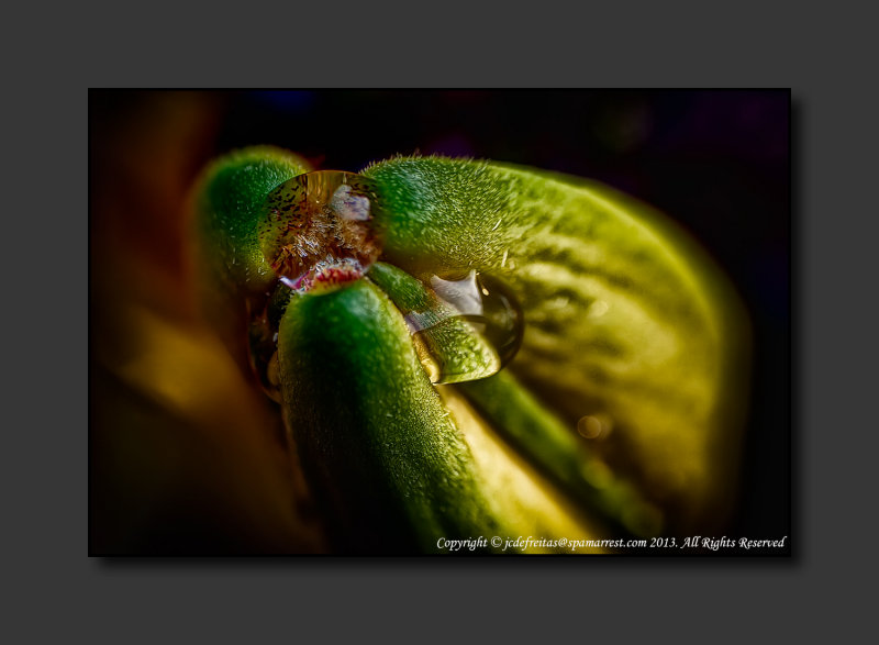 2013 - Lilium Asiatic Hybrid - Lensbaby, Macro