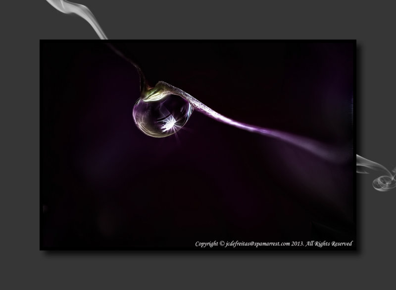 2013 - Purple Rain - Lensbay, Macro