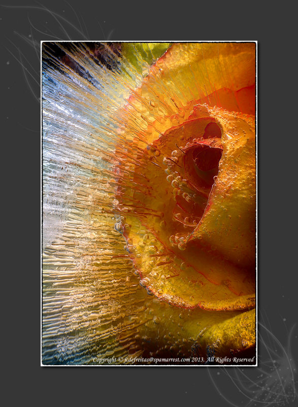 2013 - Glacier Rose 