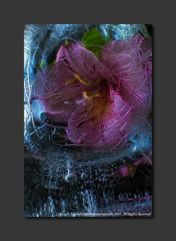 2013 - Flower in thin Ice