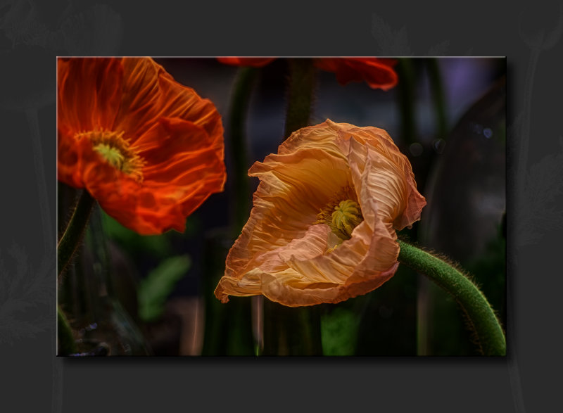 2013 - Canada Blooms - Poppies