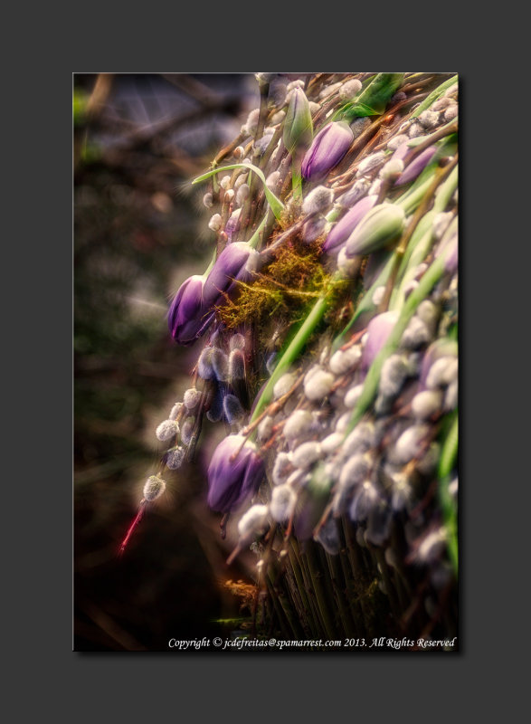 2013 - Canada Blooms - Pussy Willow & Tulips