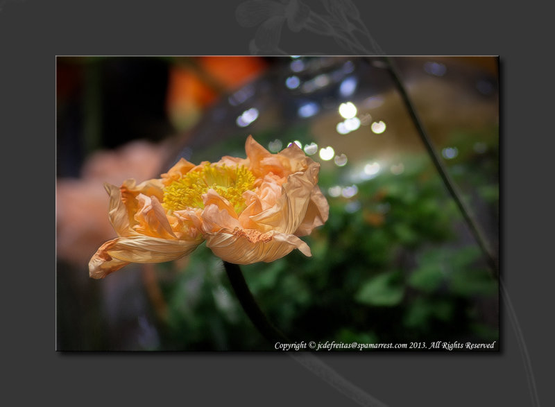 2013 - Canada Blooms - Poppy (Lensbaby)