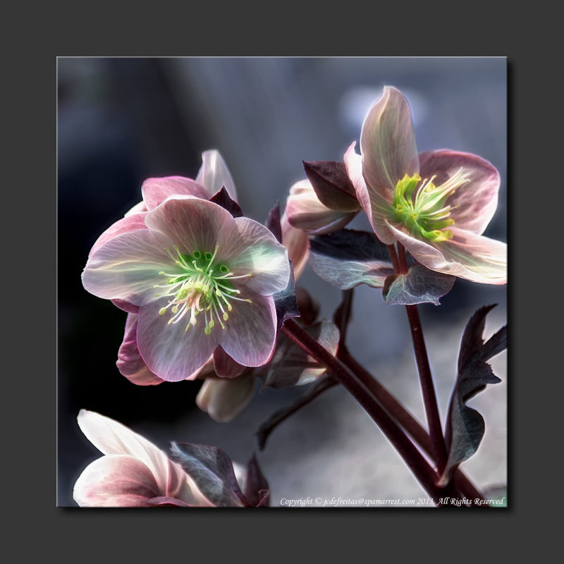 2013 - Canada Blooms - Hellebores