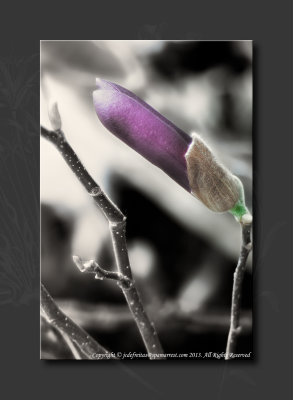 2013 - Canada Blooms - Magnolia Bud