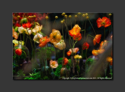 2013 - Canada Blooms - Poppies