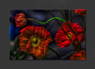 2013 - Canada Blooms - Poppies