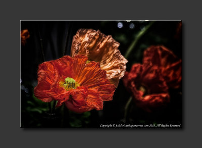 2013 - Canada Blooms - Poppies