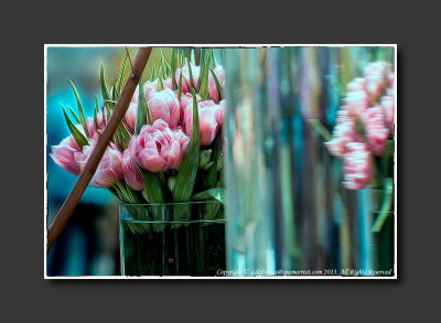 2013 - Canada Blooms - Pink Tulips