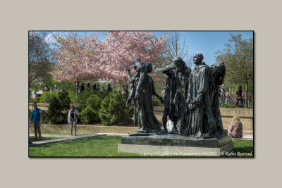 2013 - Cherry Blossoms, Hirshhorn Museum of  Modern Art Sculpture Garden - Washington DC, USA