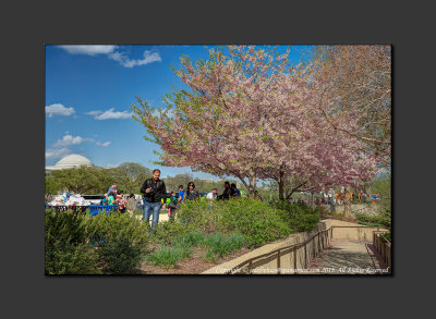 2013 - Cherry Blossoms, Hirshhorn Museum of Modern Art Sculpture Garden - Washington DC, USA