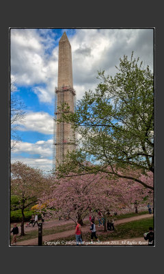 2013 - Cherry Blossom - Washington Monument - Washington DC, USA