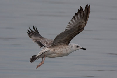 Caspian Gull - Kaspisk trut
