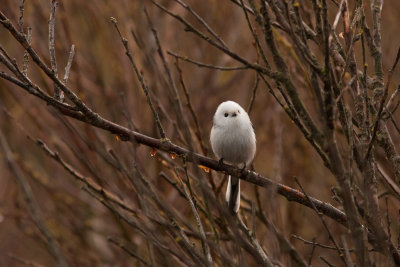 Long-tailed Tit - Stjrtmes