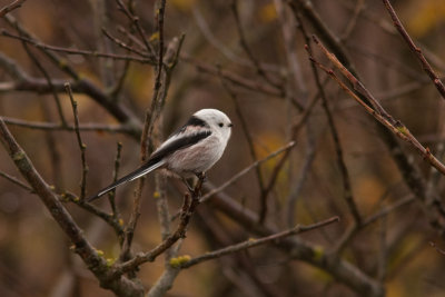 Long-tailed Tit - Stjrtmes