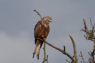 Red Kite - Rd glada