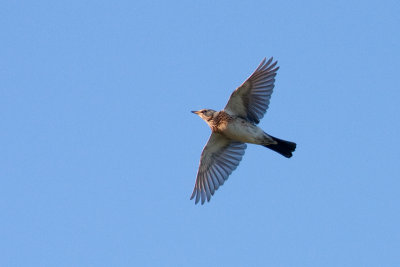 Fieldfare - Bjrktrast