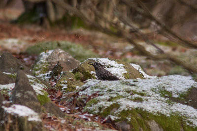 Spotted Nutcracker - Ntkrka