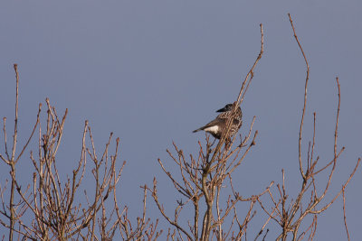 Spotted Nutcracker - Ntkrka