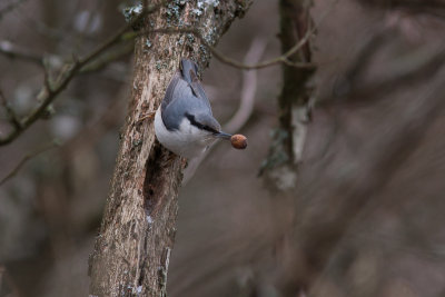 Eurasian Nuthatch - Ntvcka