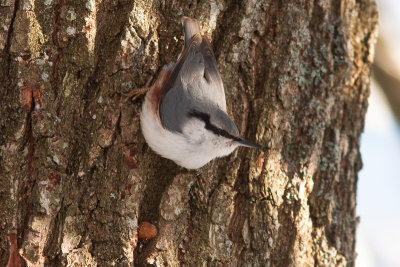 Eurasian Nuthatch - Ntvcka