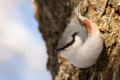Eurasian Nuthatch - Ntvcka