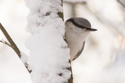 Eurasian Nuthatch - Ntvcka