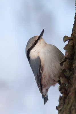 Eurasian Nuthatch - Ntvcka