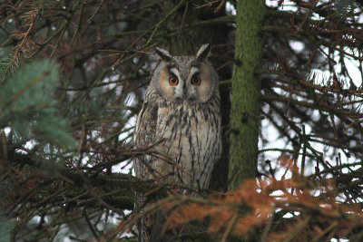 Long-eared Owl - Hornuggla