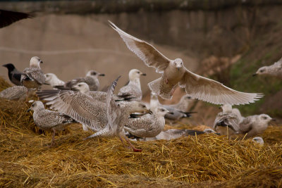 Iceland Gull - Vitvingad trut