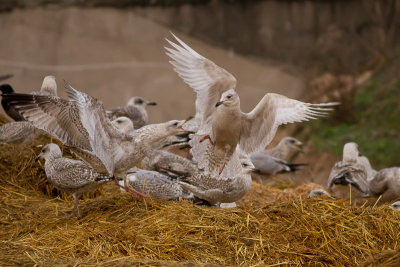 Iceland Gull - Vitvingad trut
