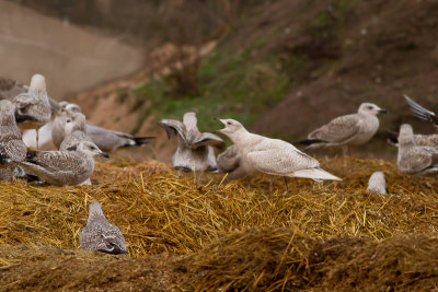 Iceland Gull - Vitvingad trut