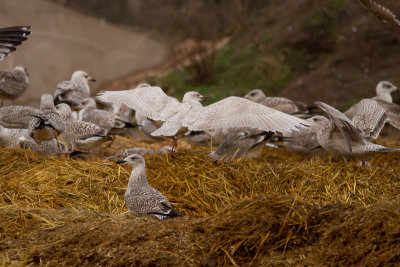 Iceland Gull - Vitvingad trut