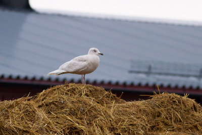 Iceland Gull - Vitvingad trut