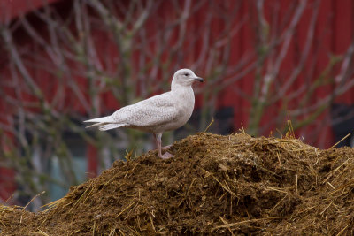 Iceland Gull - Vitvingad trut