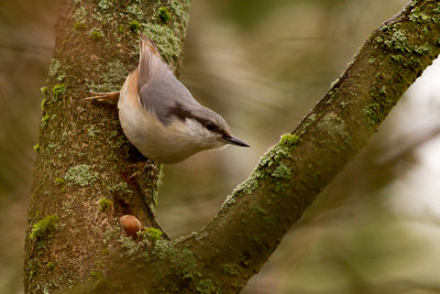Eurasian Nuthatch - Ntvcka