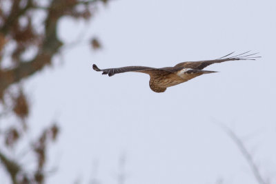 Hen Harrier - Bl krrhk